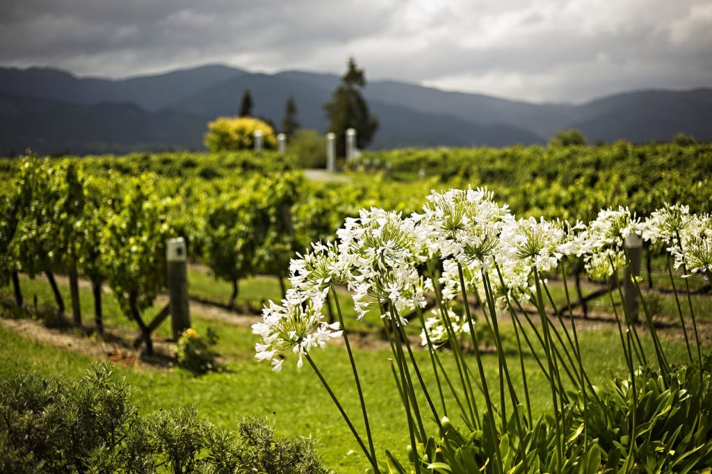 Moment.us travel photography New Zealand 