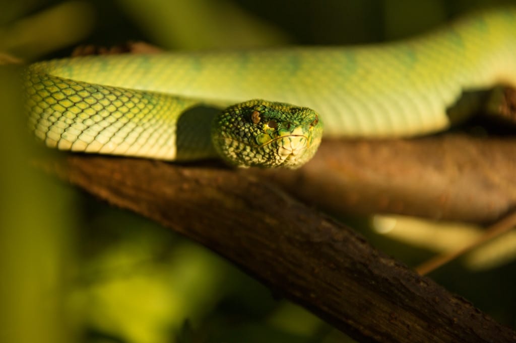 Moment.us travel photography Borneo Bako 2