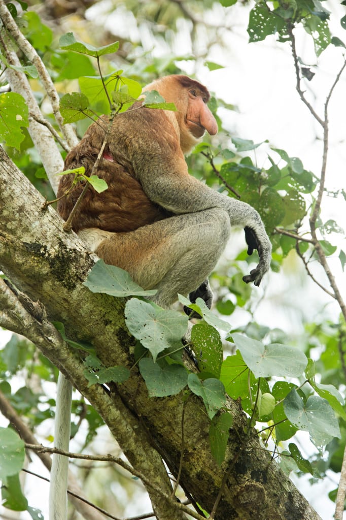 Moment.us travel photography Borneo Bako 6