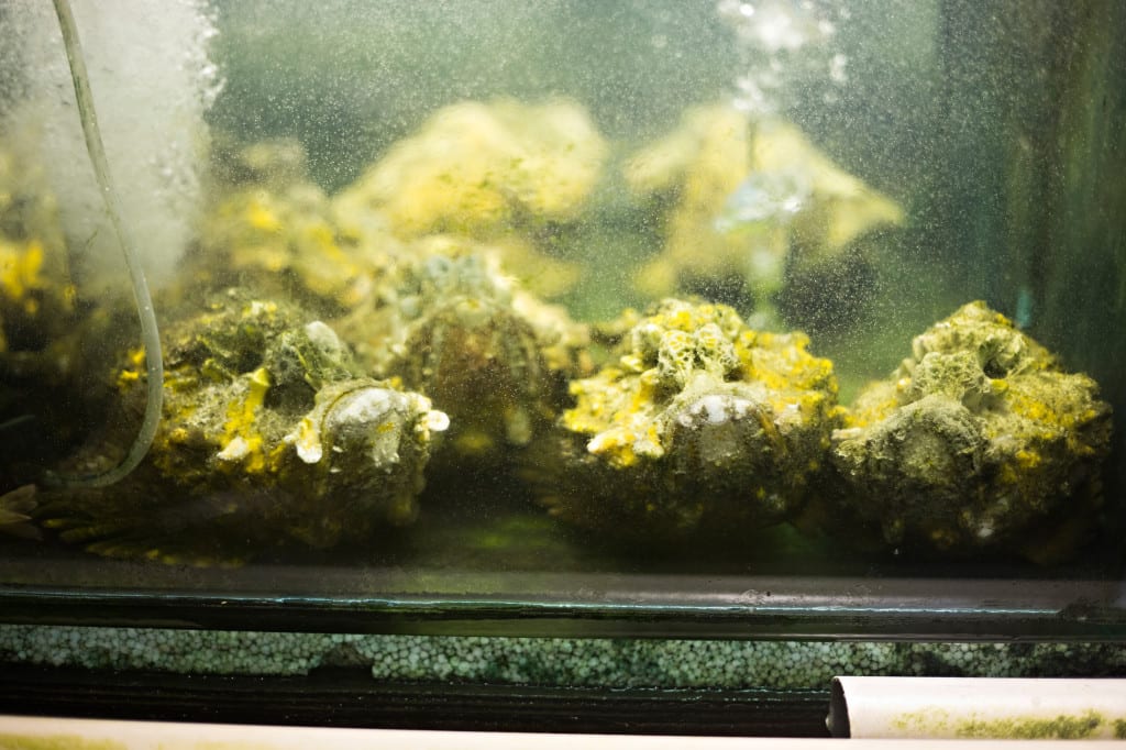 Moment.us travel photography Borneo Kinabalu 4