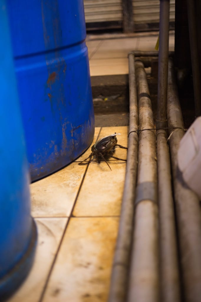 Moment.us travel photography Borneo Kinabalu 5