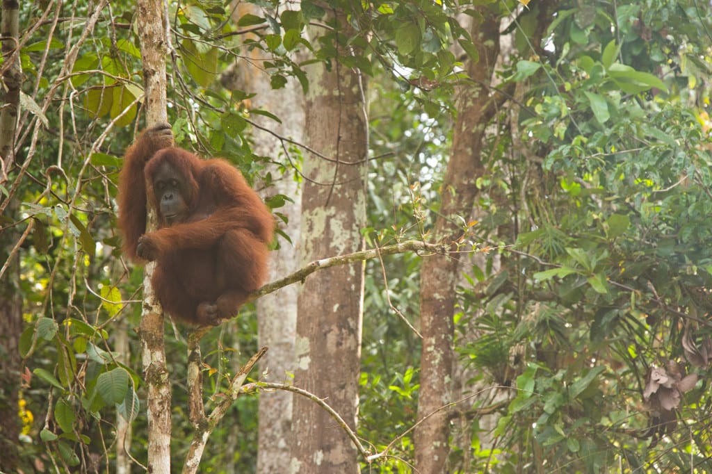 Moment.us travel photography Borneo Semenggoh 1