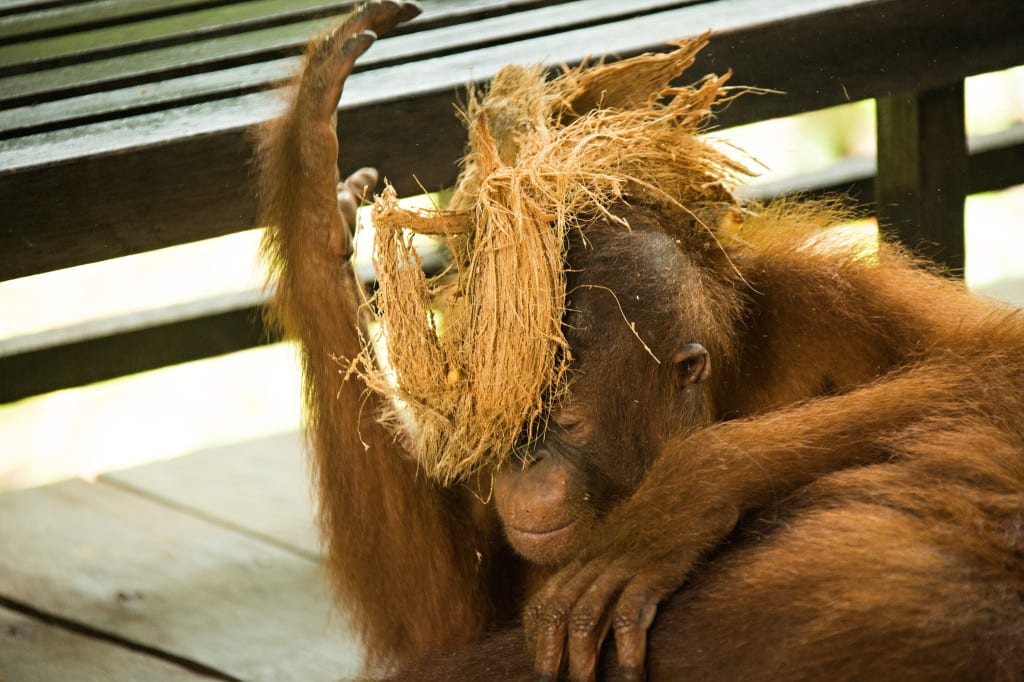 Moment.us travel photography Borneo Semenggoh 3