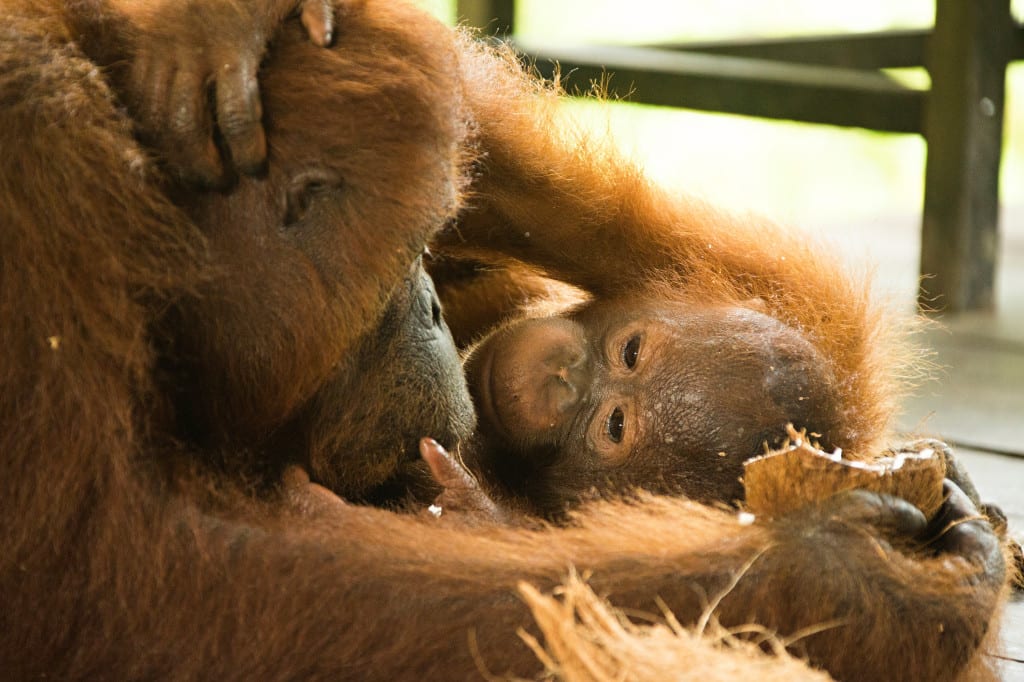 Moment.us travel photography Borneo Semenggoh 4