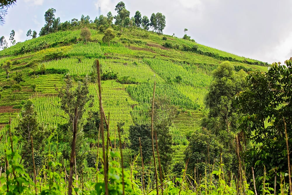 Moment.us travel photography Virunga gorillas 14