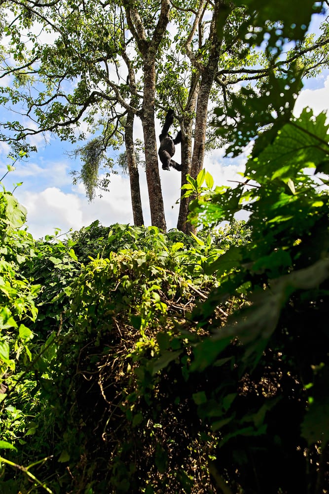 Moment.us travel photography Virunga gorillas 4
