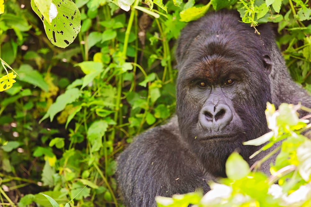 Moment.us travel photography Virunga gorillas 6