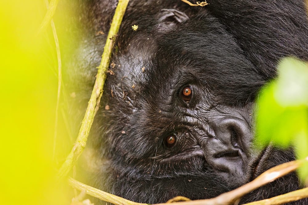 Moment.us travel photography Virunga gorillas 7