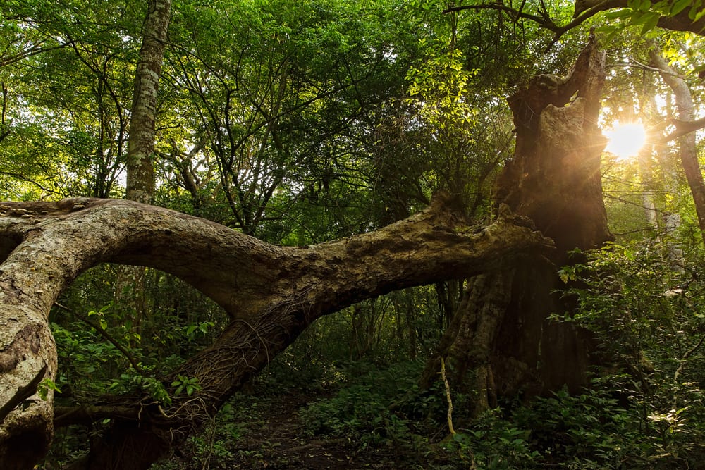 Moment.us travel photography Uganda chimpanzees 2