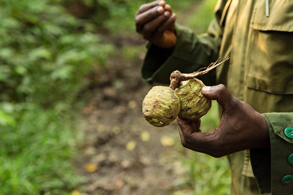 Moment.us travel photography Uganda chimpanzees 3