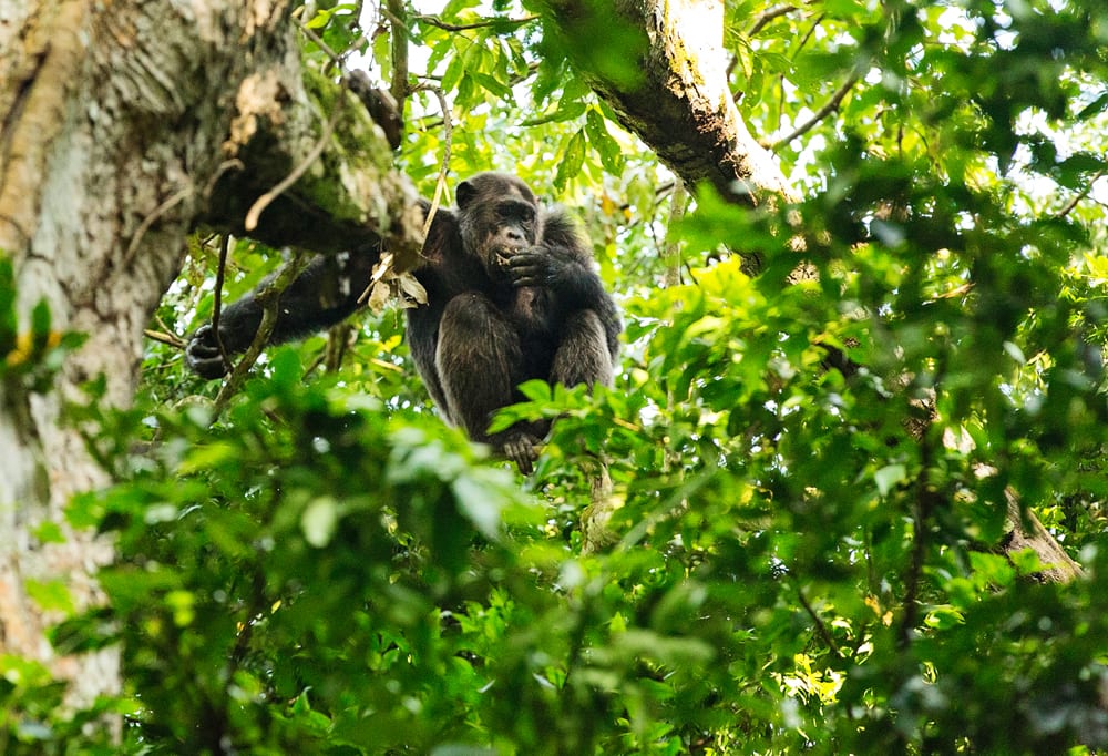 Moment.us travel photography Uganda chimpanzees 4