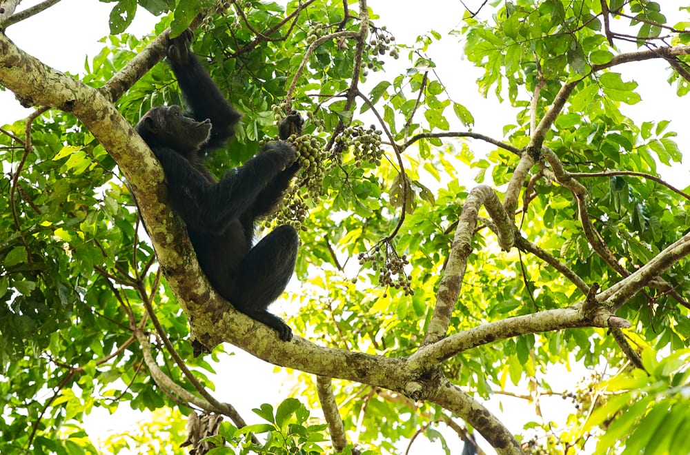 Moment.us travel photography Uganda chimpanzees 5