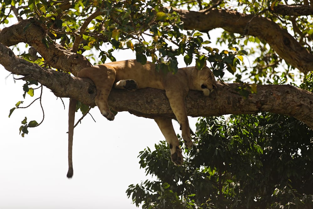 Moment.us travel photography tree climbing lions