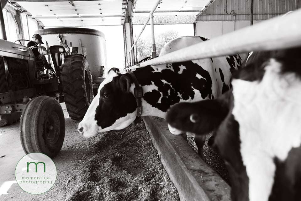 Cornwall documentary family photographer - cows