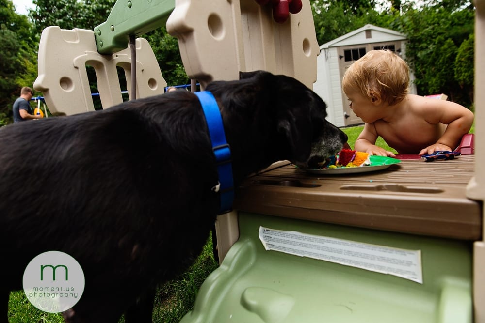 dog eating cake