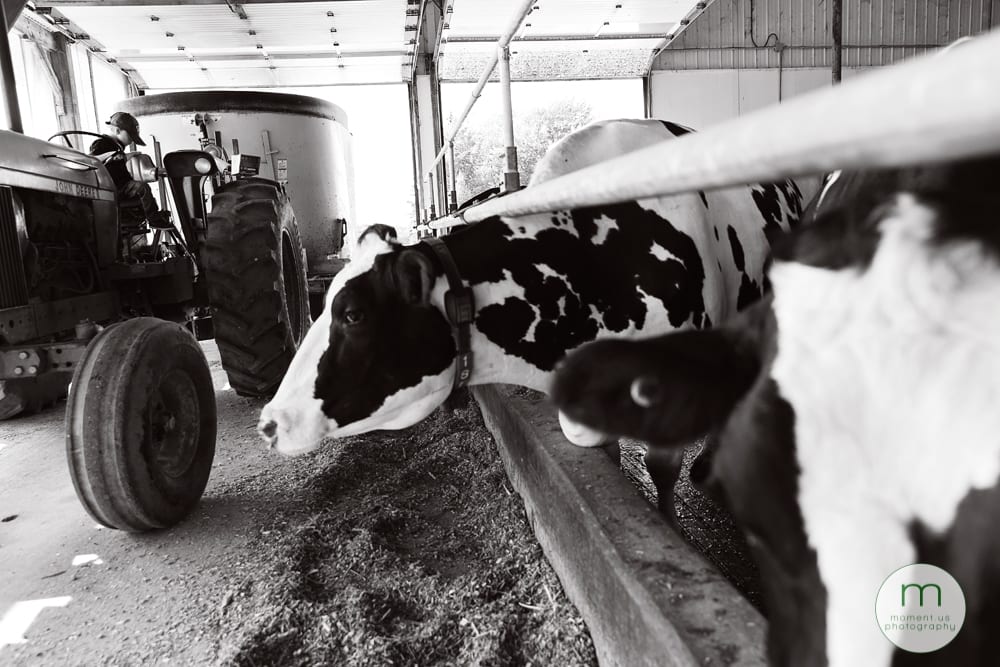 boy on tractor near cows