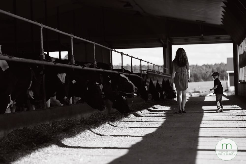boy and mom walking past cows