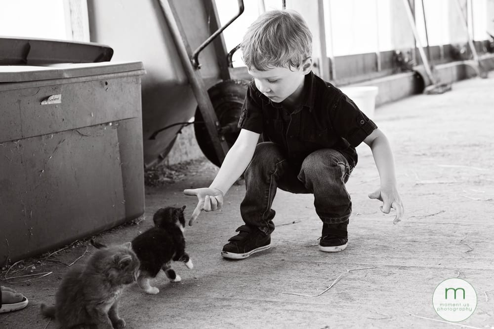 boy feeding kitten