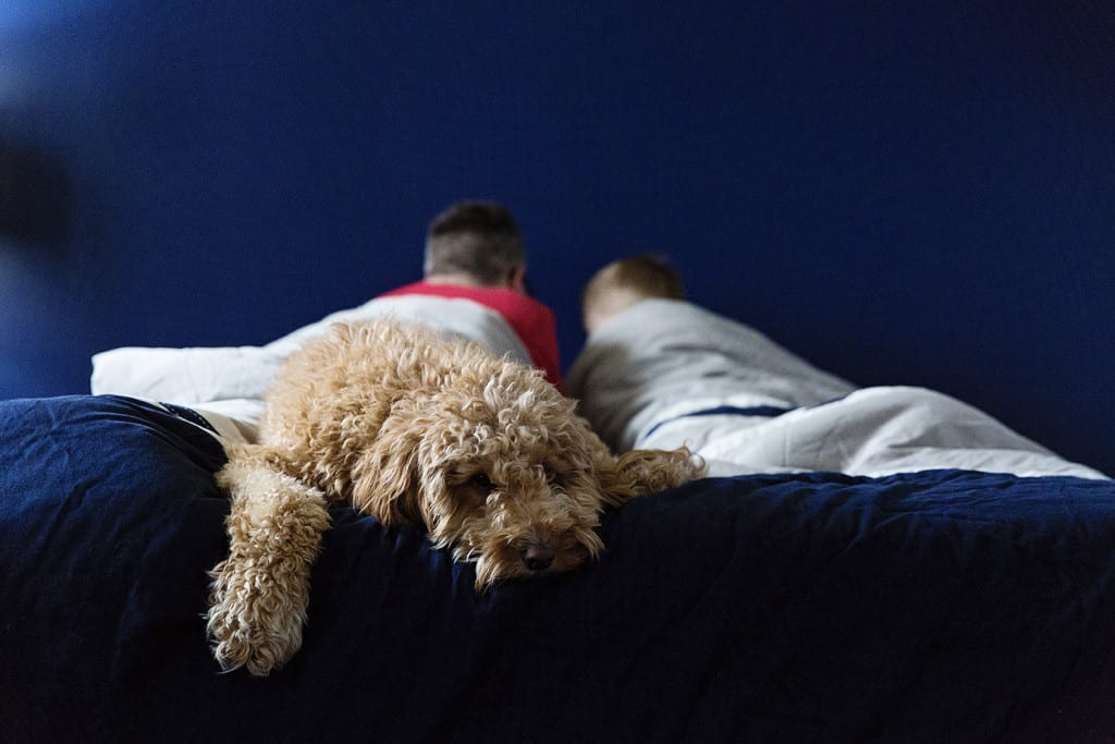 dog on bed during session for family photography in cornwall