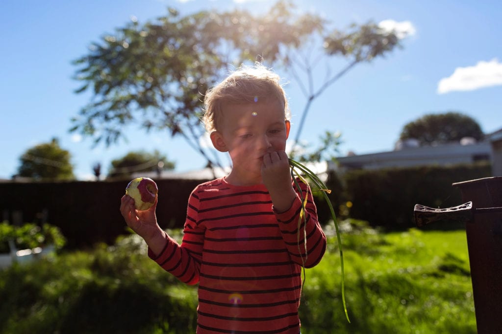 little boy in striped shirt eating apples and holding fistful of grass