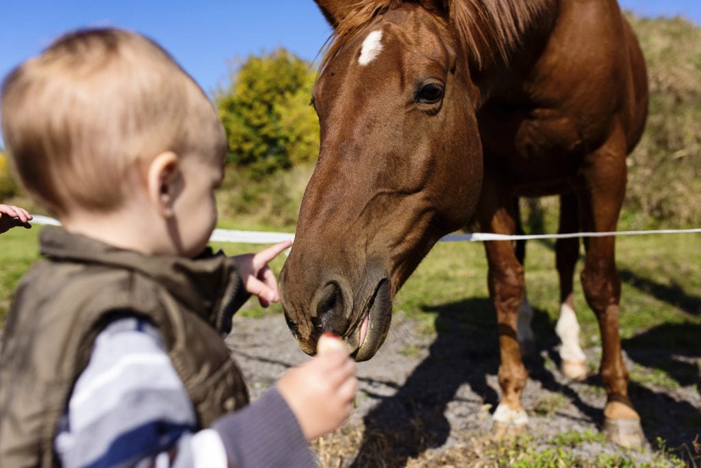 baby boy feeding horse slices of apple in storytelling family shoot