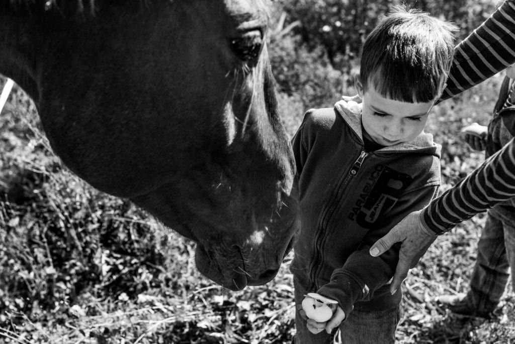 little boy being helped to feed horse an apple