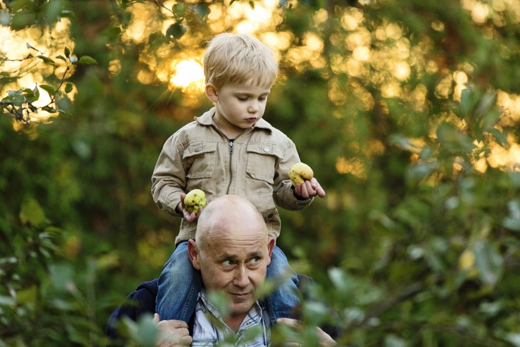 inquisitive little boy holding apples sitting on dad's shoulders