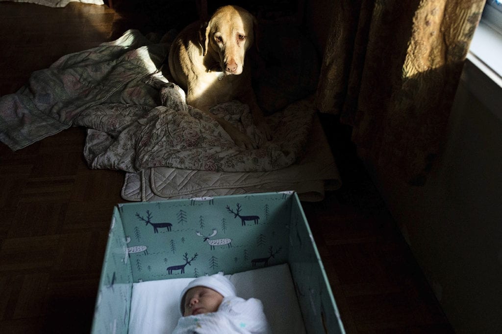 dog in sunlight looking at baby