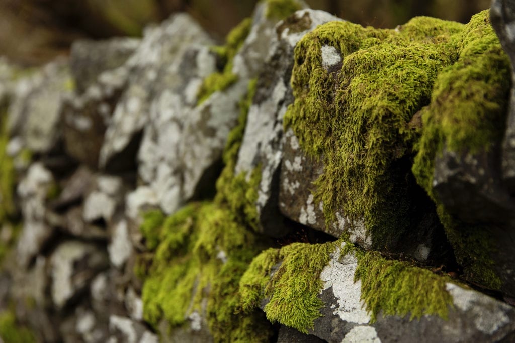 moss covered stone in Llanberis