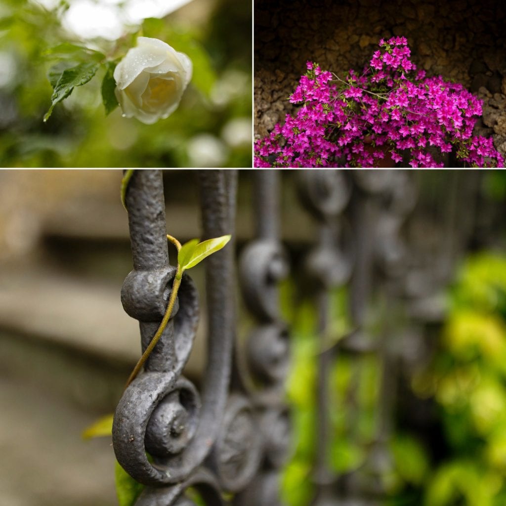 collage of rose blossom vibrant fuchsia flowers and ivy creeping around iron gate post at villa in Florence