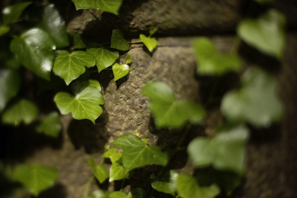 green ivy on beige stone wall at Italian villa