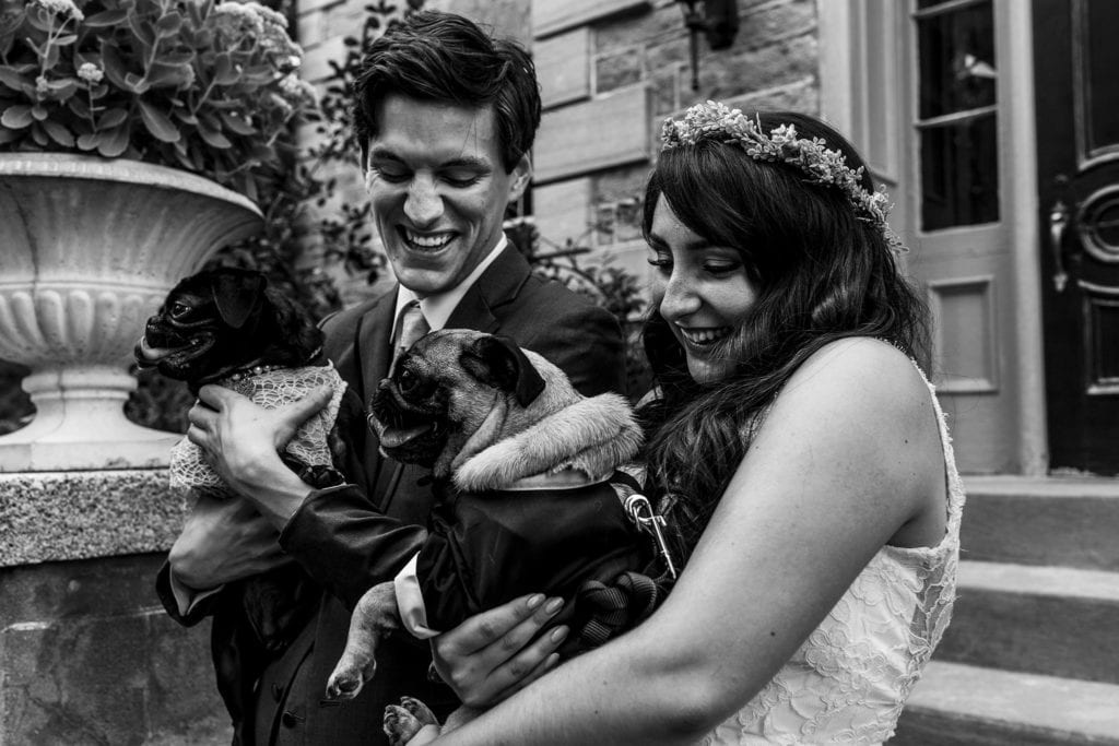 bride and groom laugh while holding two pugs