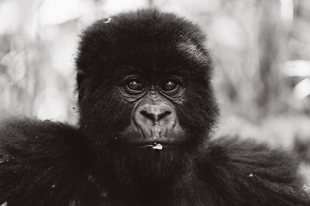 young gorilla with leaf in mouth