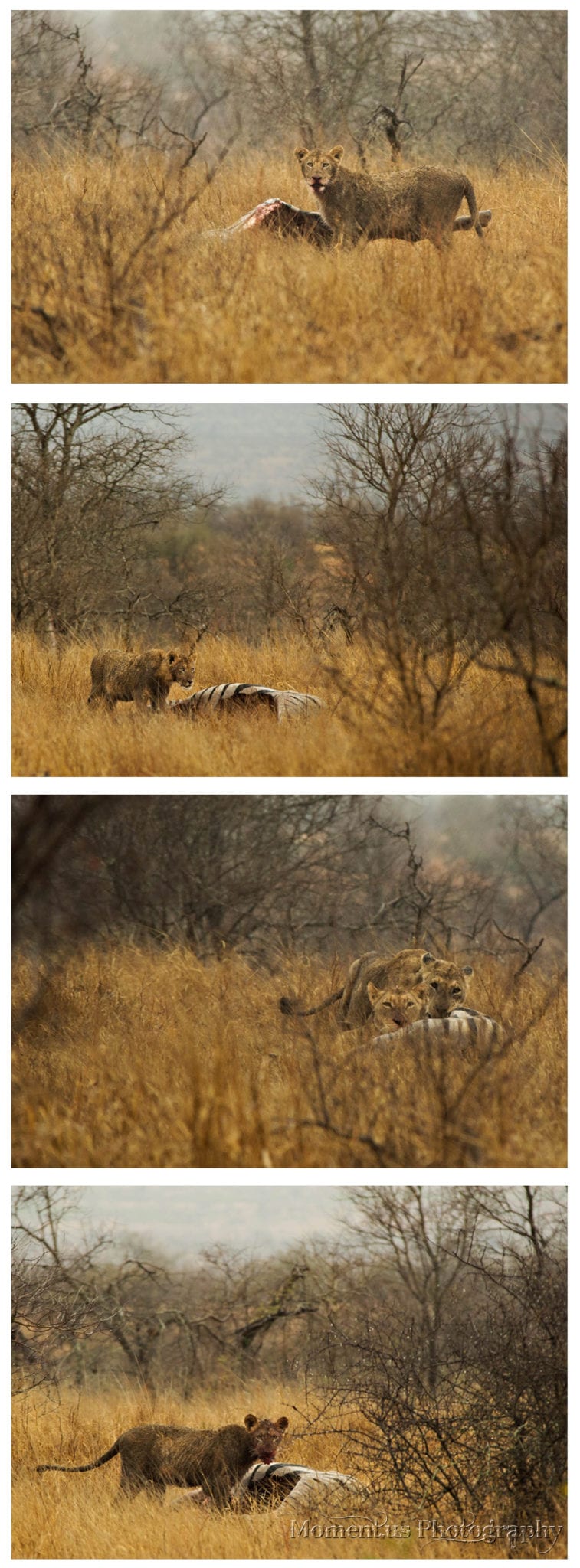 lions feeding on zebra