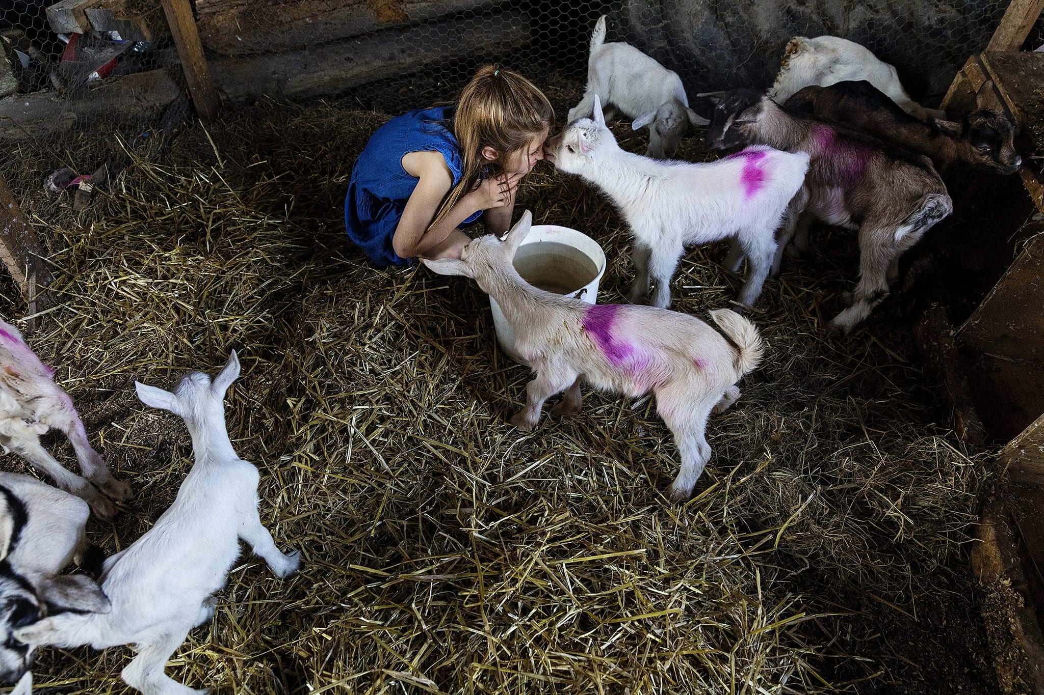 girl in blue romper squats nose to nose with goat kid