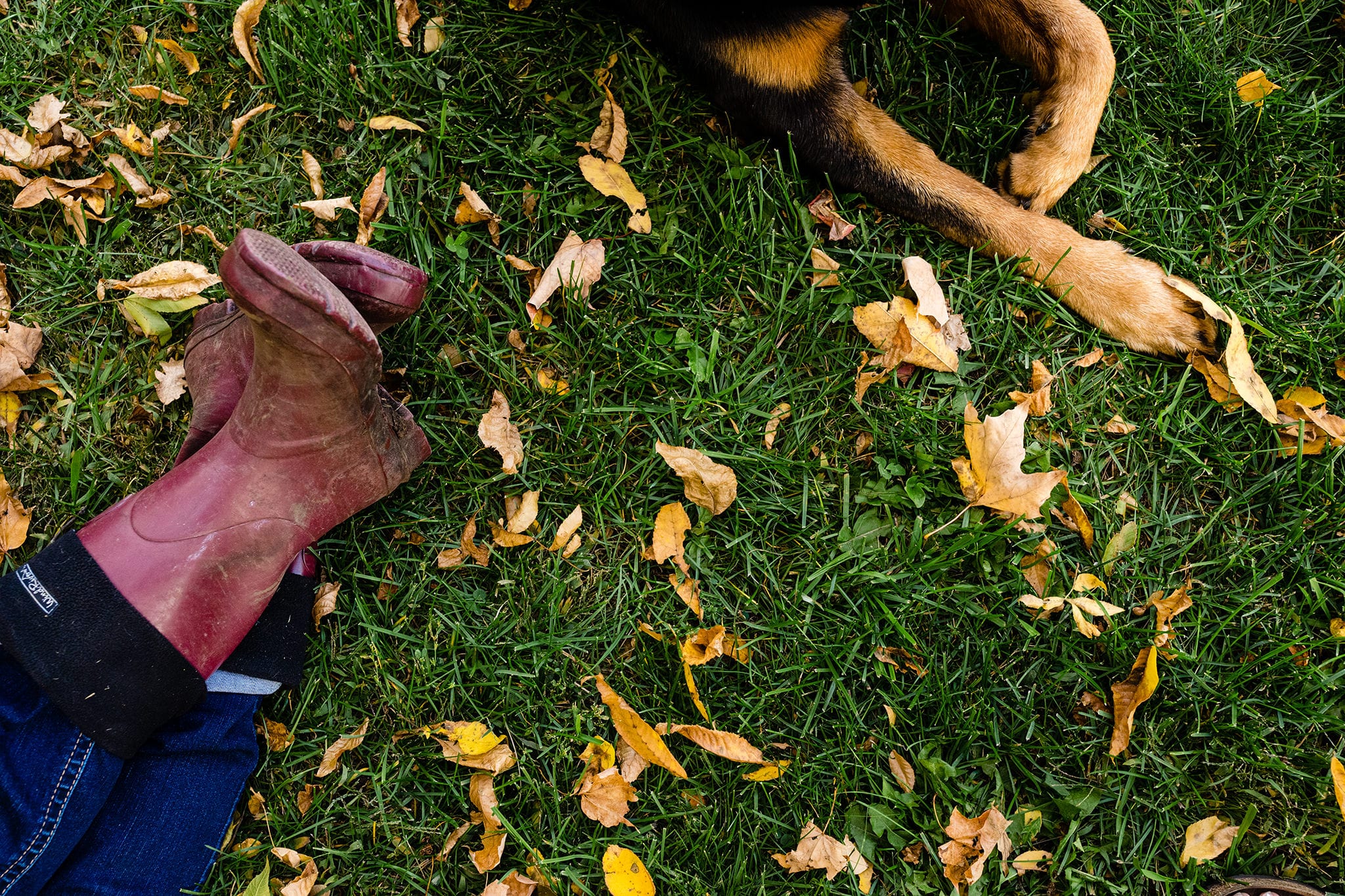 red rubber boots on grass near rottweiler dog legs