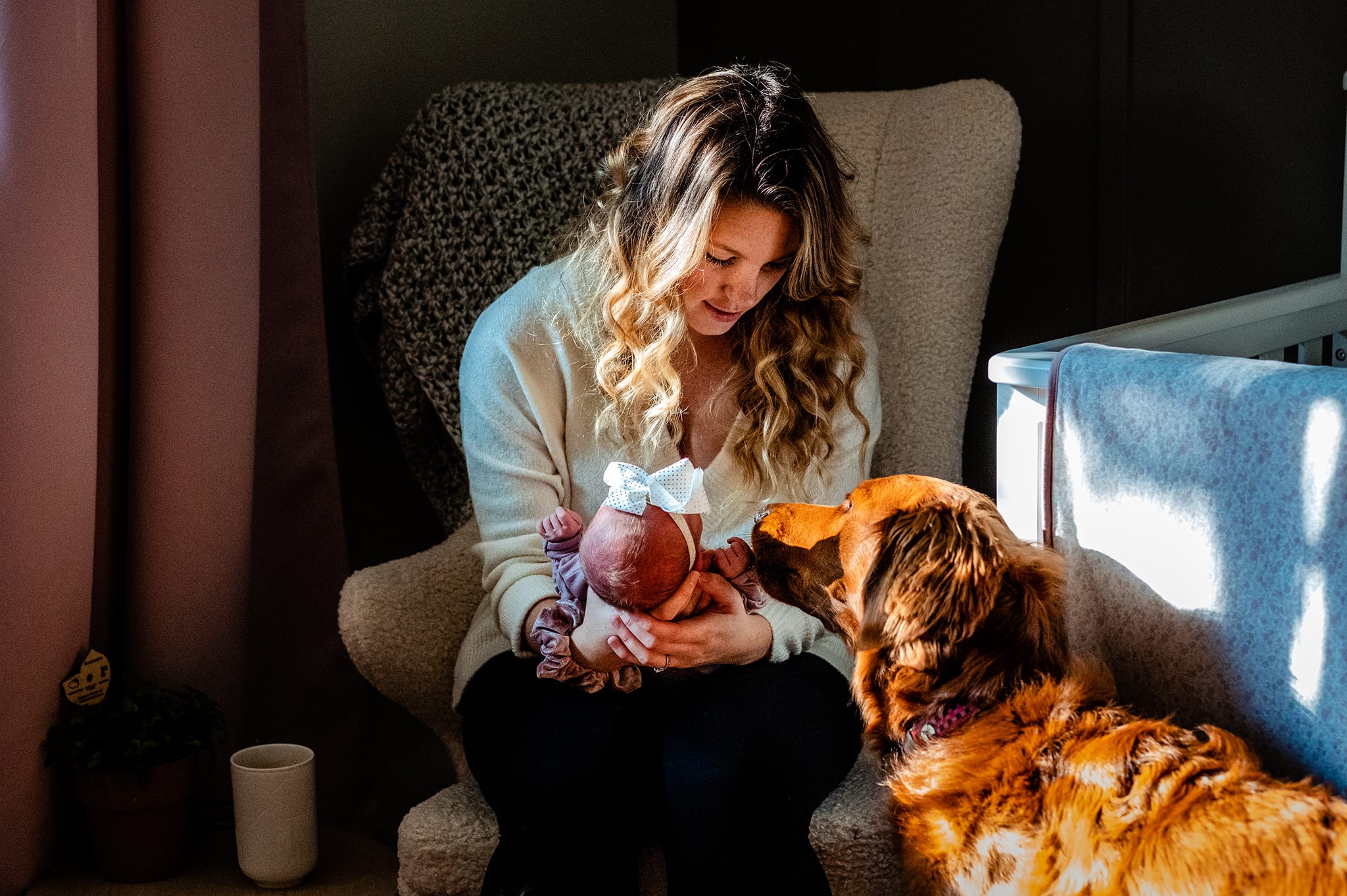 mom holds baby on lap so that golden doodle can sniff hands