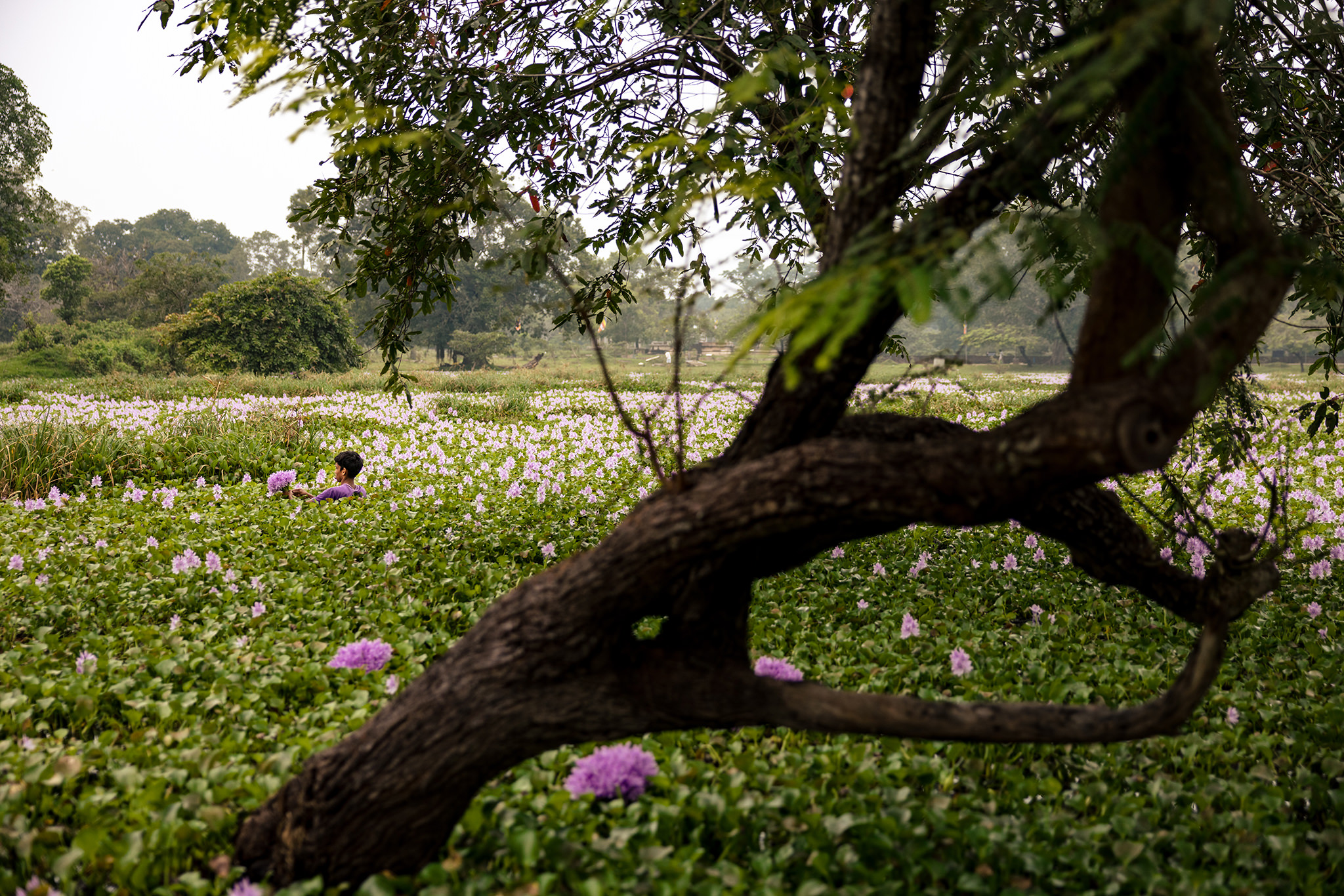 man in purple shirt stands in pond collecting purple water lillies