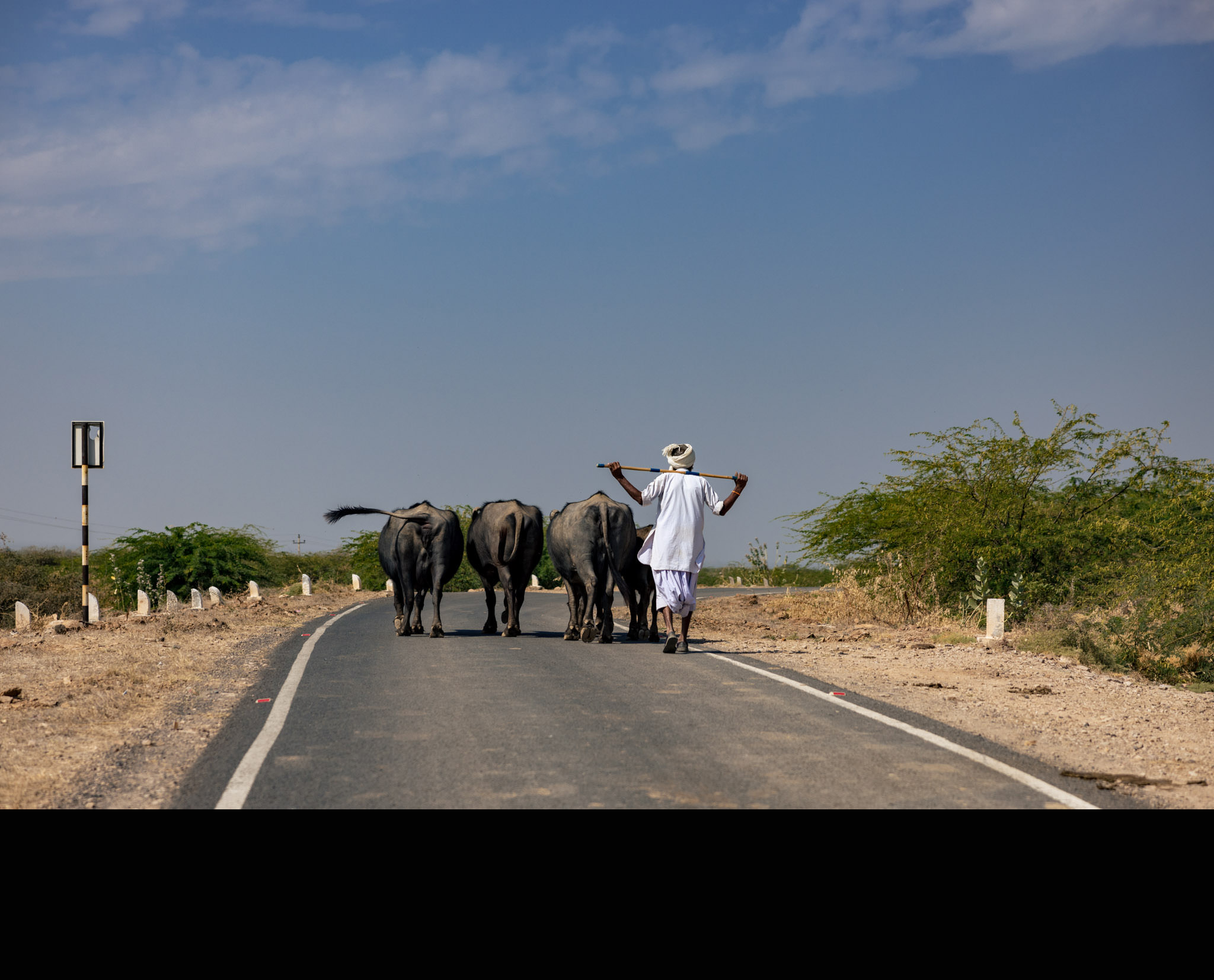 Man in turban walks down road with buffalo in rural Gujarat