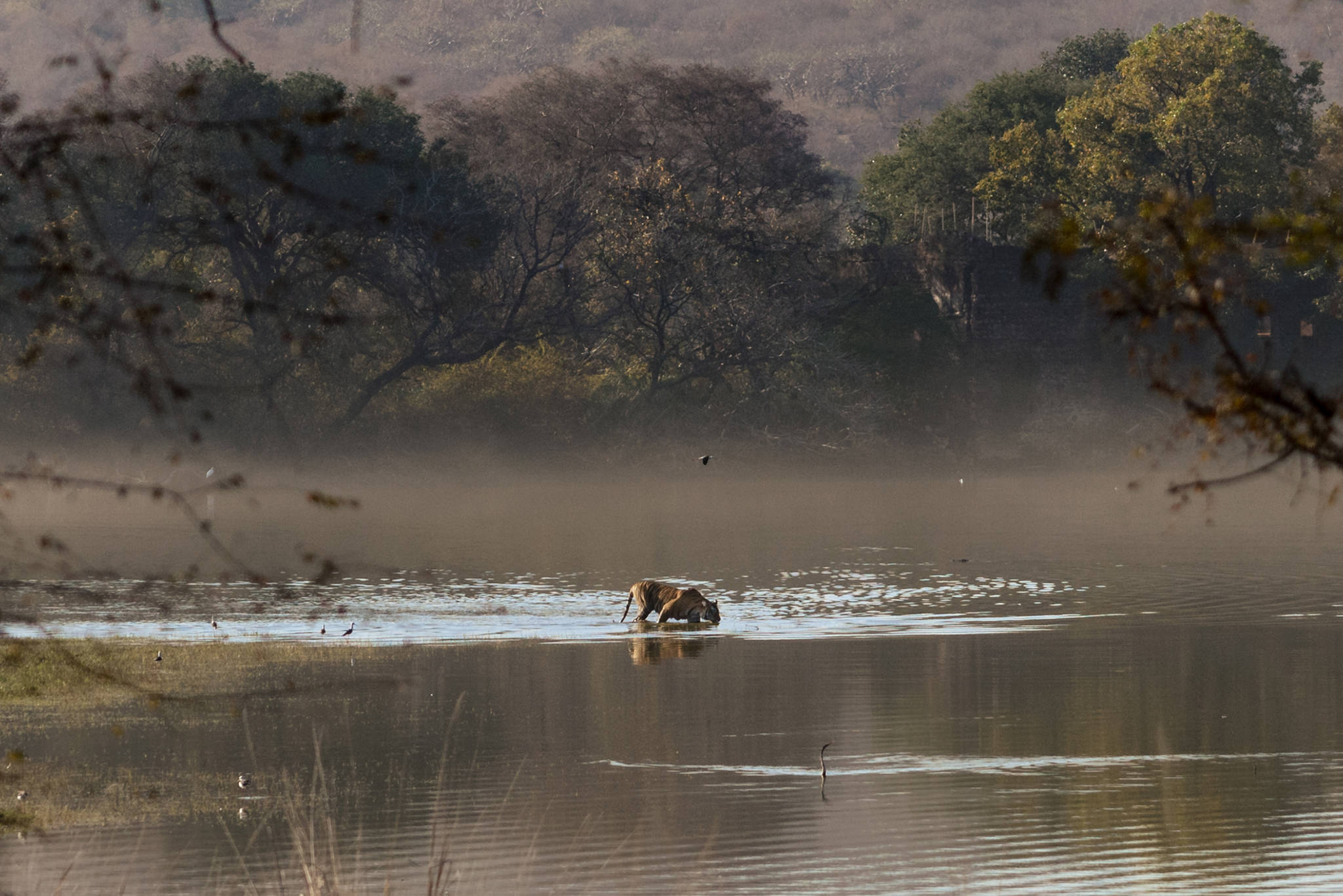 Royal Bengal tiger drinks from lake in Ranthambhore National Park