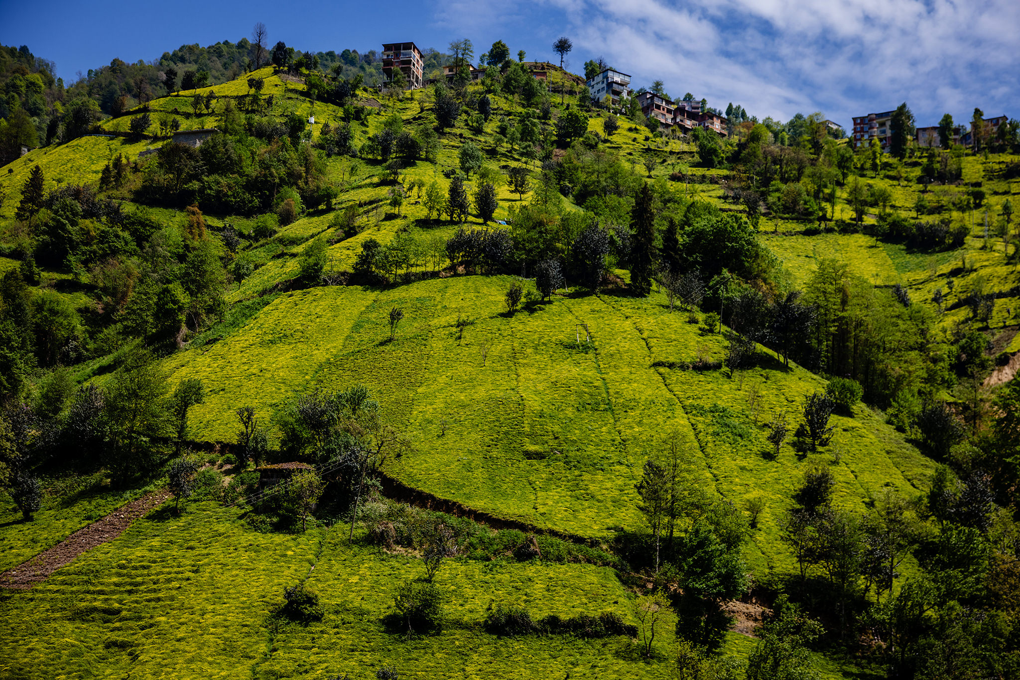 remote houses on tea plateau in Ayder Plateau in Türkiye's Black Sea region